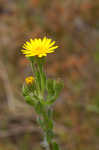 Soft goldenaster